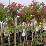 Vajgela kvetnatá (Weigela florida) ´BRISTOL RUBY´ výška: 80-120 cm, kont. C3L – NA KMIENKU